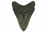 Huge, Fossil Megalodon Tooth - Georgia #338617-2